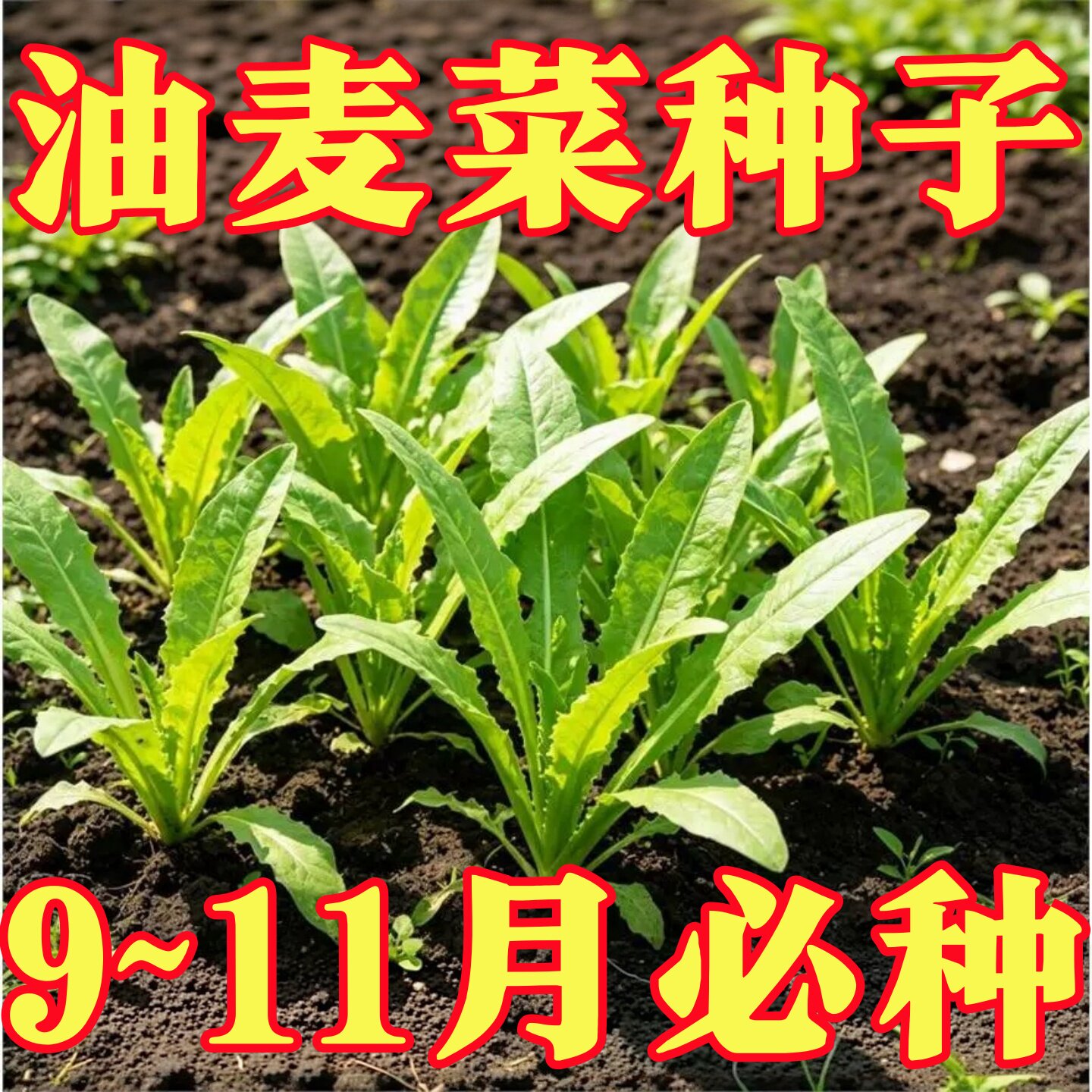 油麦菜种子大叶耐热四季农家阳台盆栽油麦苦菜大颗青菜蔬菜种籽