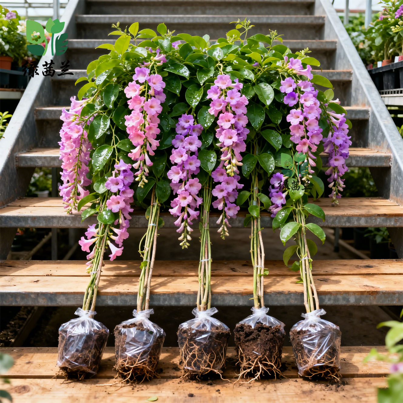 蒜香藤紫铃藤会变色开花爬藤