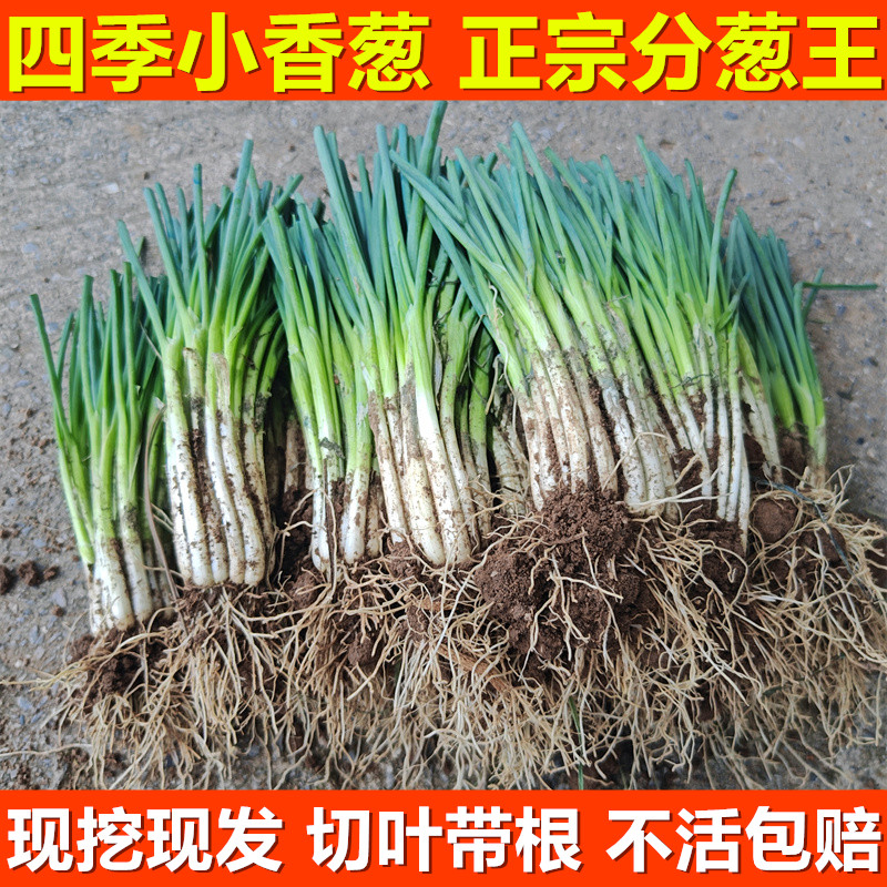 四季小香葱苗抗寒耐热分葱苗