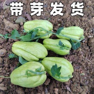 云南佛手瓜发芽老瓜农民自种洋窝瓜合手瓜爬藤瓜茎叶龙须菜非食用