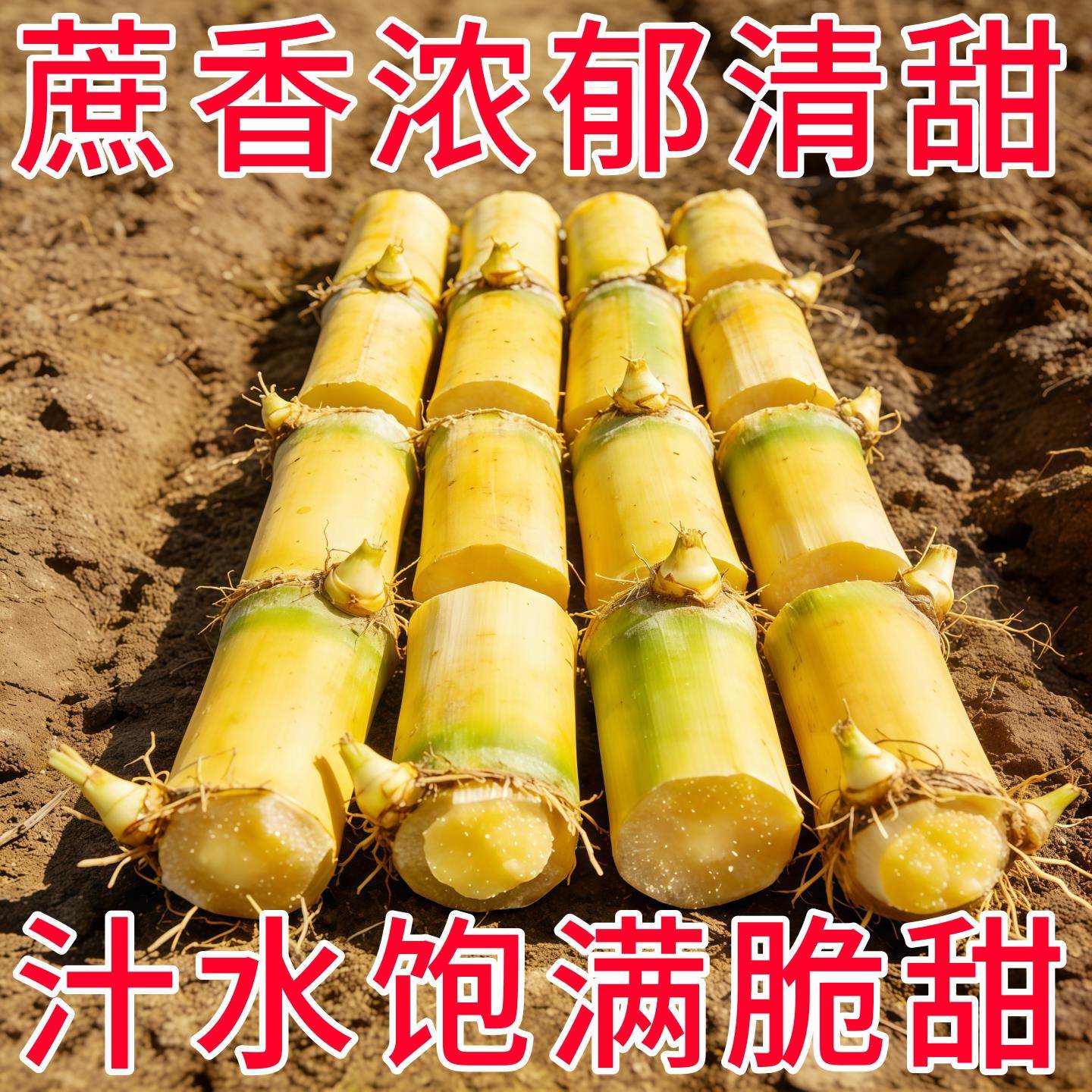 黄金白玉甘蔗种苗盆栽正宗广西黄皮甘蔗苗种黑皮甘蔗种节南北方种