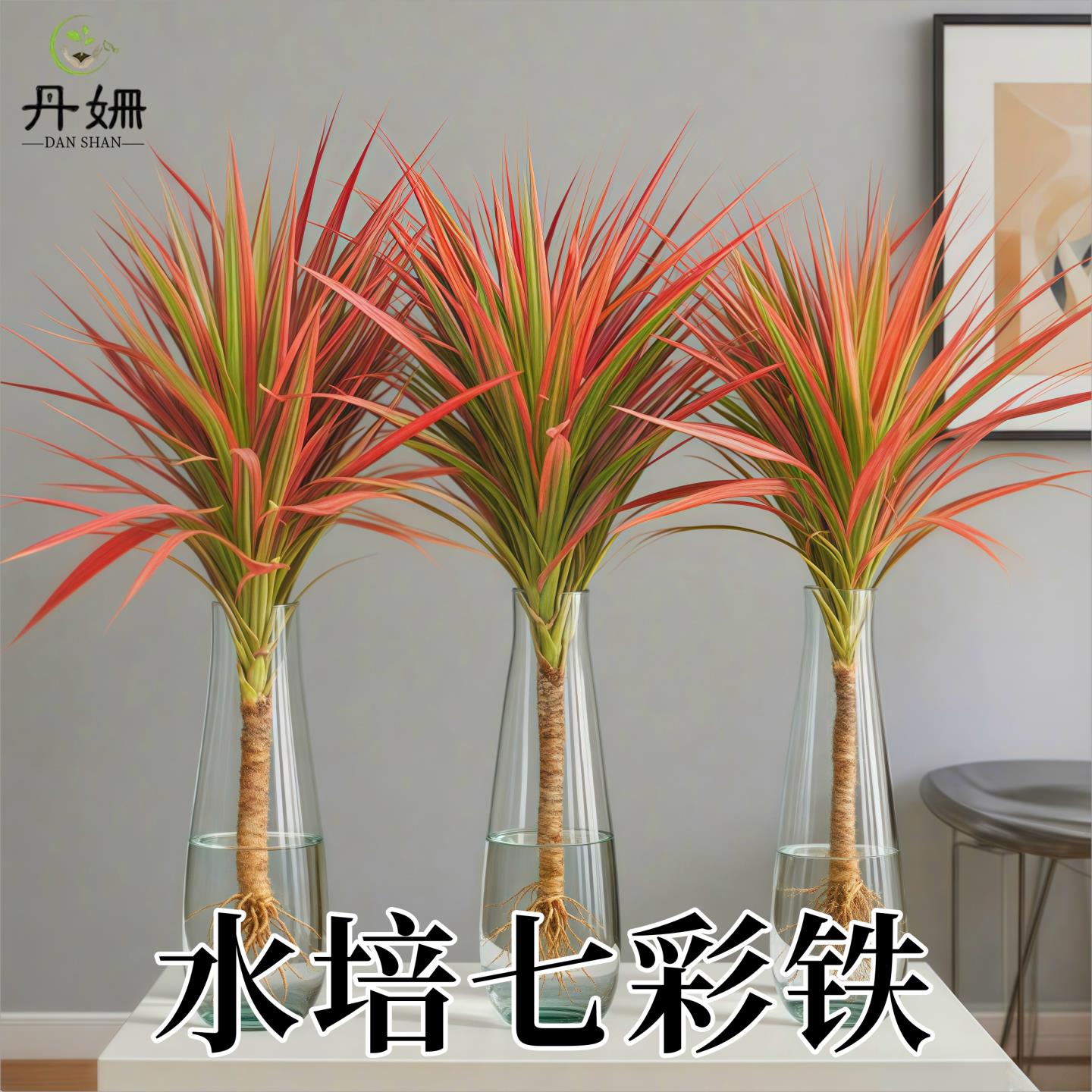 千年木七彩铁龙血树室内好养盆栽