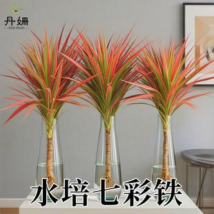 七彩铁千年木绿植室内大型北欧马尾铁植物客厅办公室好龙血树盆栽