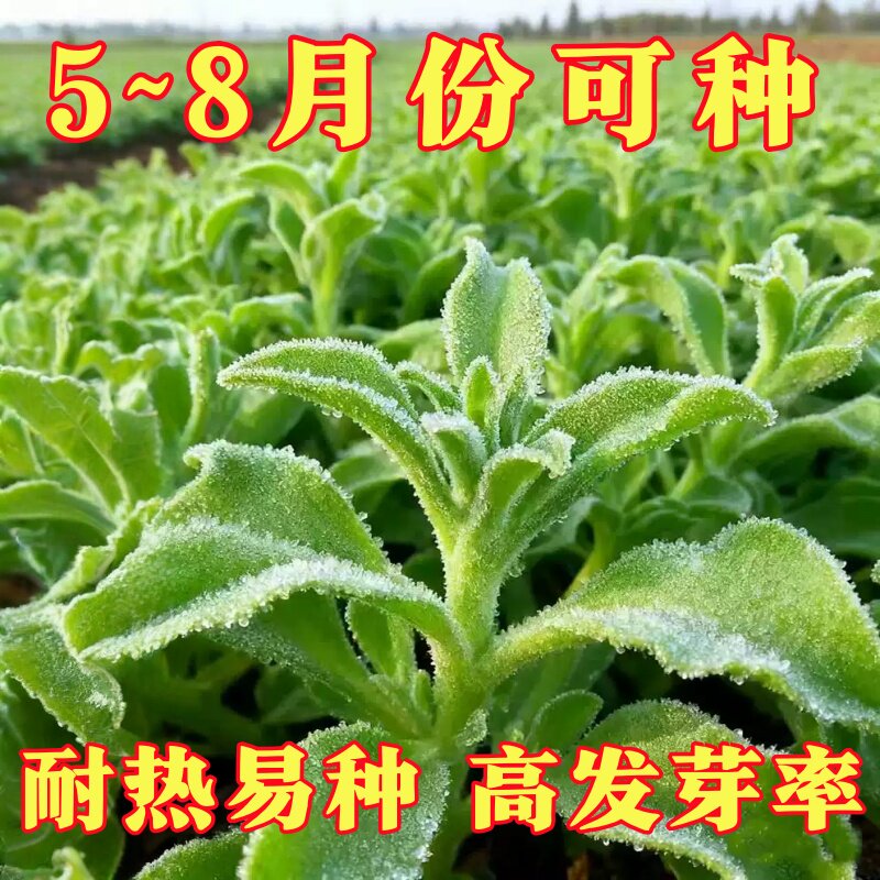 正品冰菜新鲜冰晶菜南方蔬菜四季长寿菜营养高钙冻不死沙拉菜种子