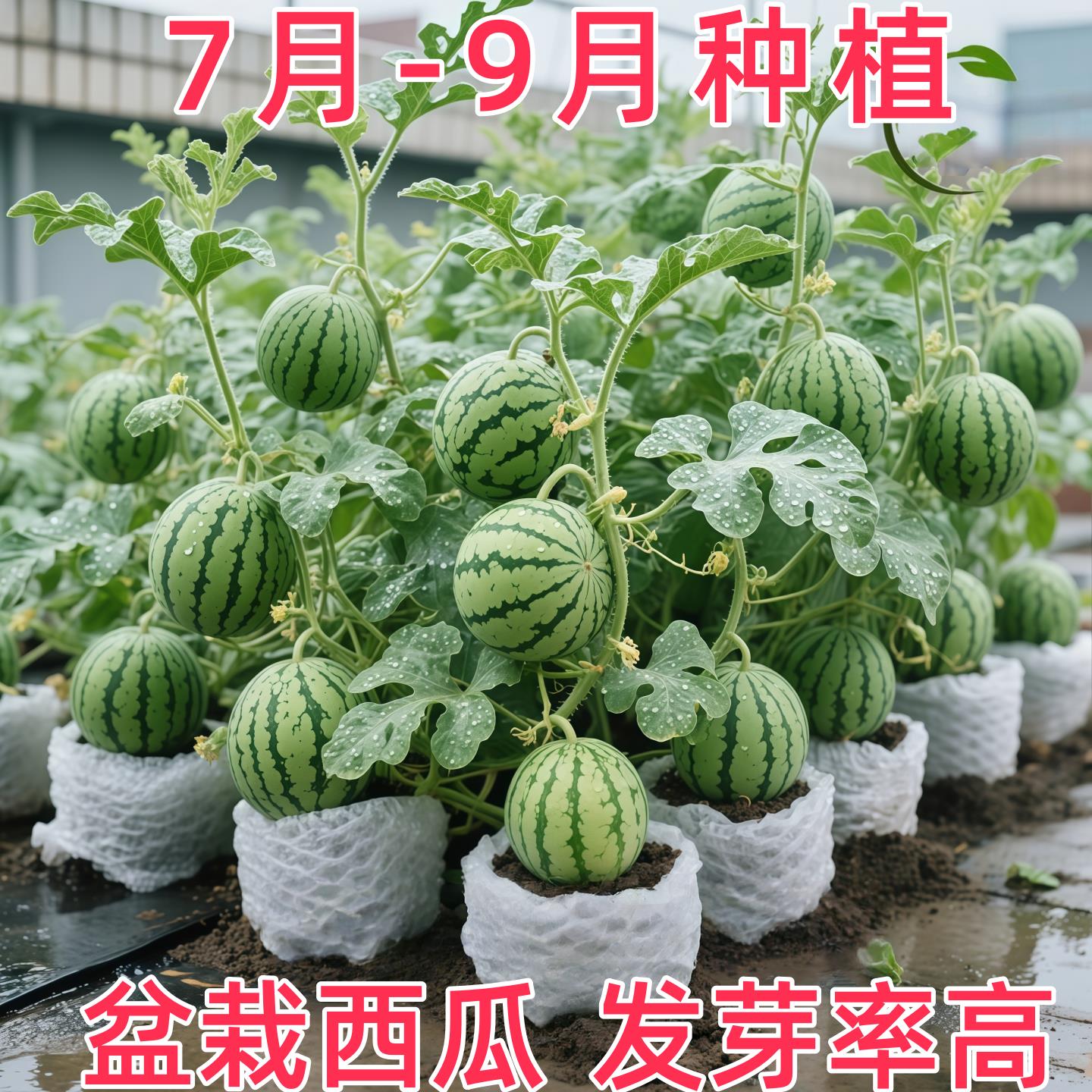 蜂蜜小西瓜种籽四季盆栽