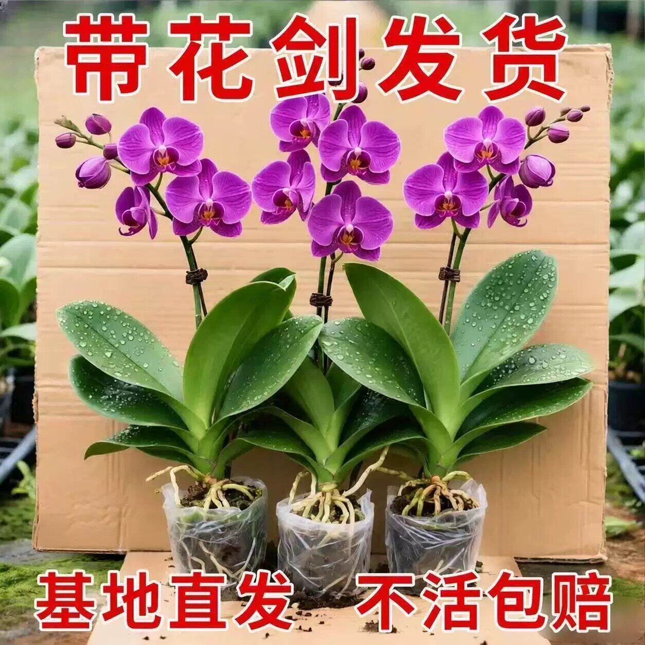 蝴蝶兰花苗带花剑带花苞盆栽兰花大苗客厅室内植物花卉四季好养活