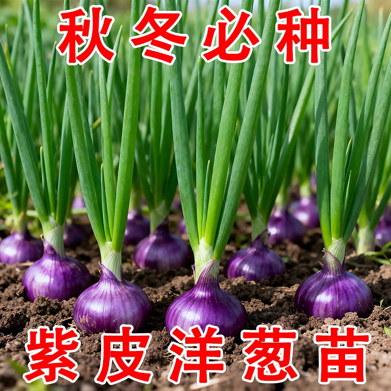 紫皮水果洋葱鲜苗正宗洋葱籽可越冬蔬菜种苗扁圆大果红圆葱种子苗
