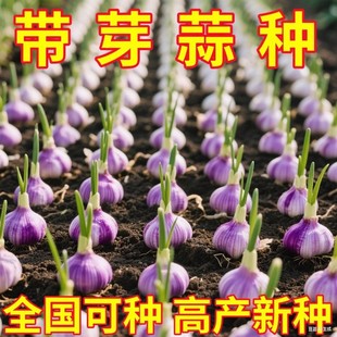 大蒜种子种籽紫皮宽叶蒜农家红根蒜苗种大蒜四季种植蒜苔盆栽蔬菜