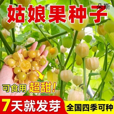 姑娘果种籽超甜特大果种子东北黄菇娘果阳台盆栽庭院奇异水果种孑