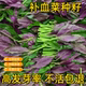 新鲜紫背菜时令蔬菜观音菜血皮菜紫背天葵叶子菜四川农家自种 包邮