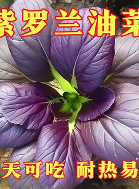 紫罗兰油菜种籽紫色小青菜紫玲阳台盆栽菜园地种植农家蔬菜种子