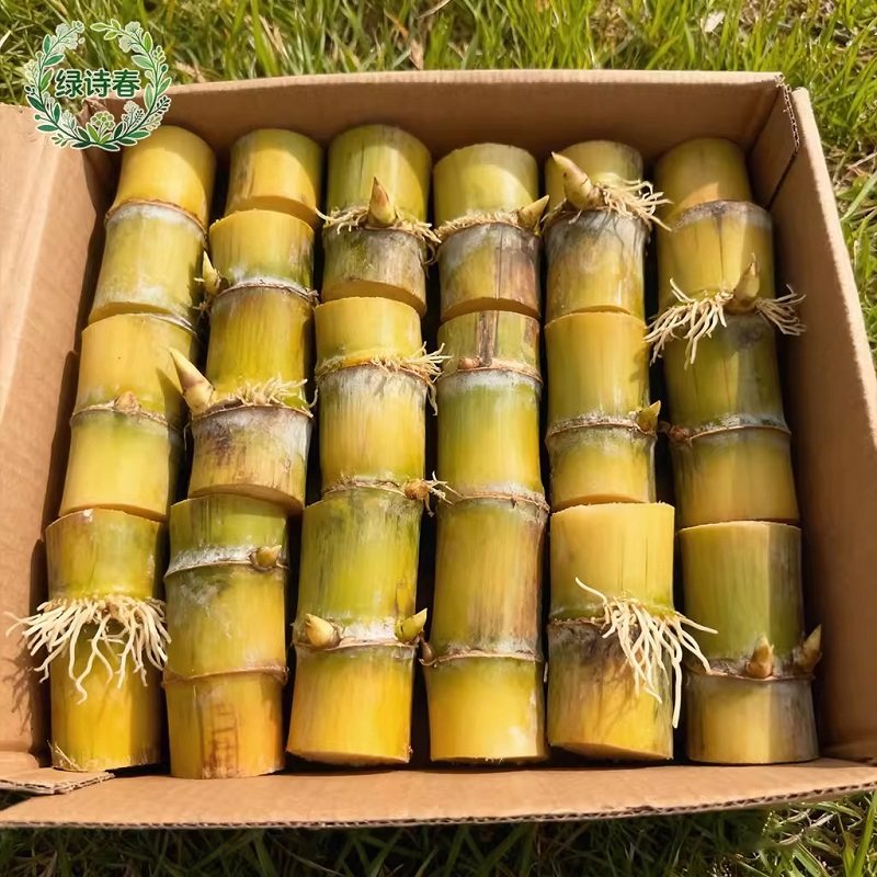 广西黑皮黄皮青皮甘蔗组培种苗杯苗粤翠黄金水果四季高产南北种植,鲜花速递/花卉仿真/绿植园艺,红掌/凤梨/温室花卉,淘宝优惠券,粉丝福利购,淘宝优惠卷