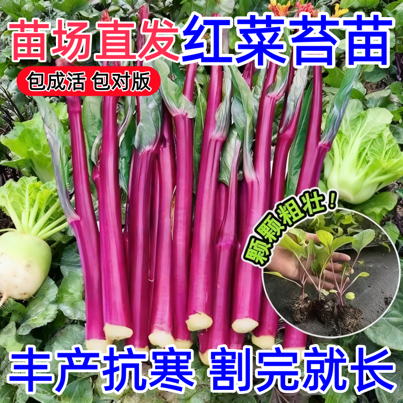 耐寒红菜苔苗秧苗老品种