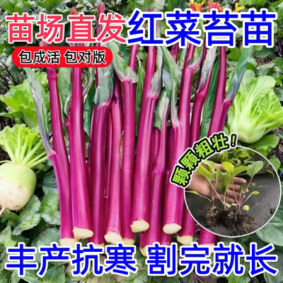 耐寒红菜苔苗秧苗老品种