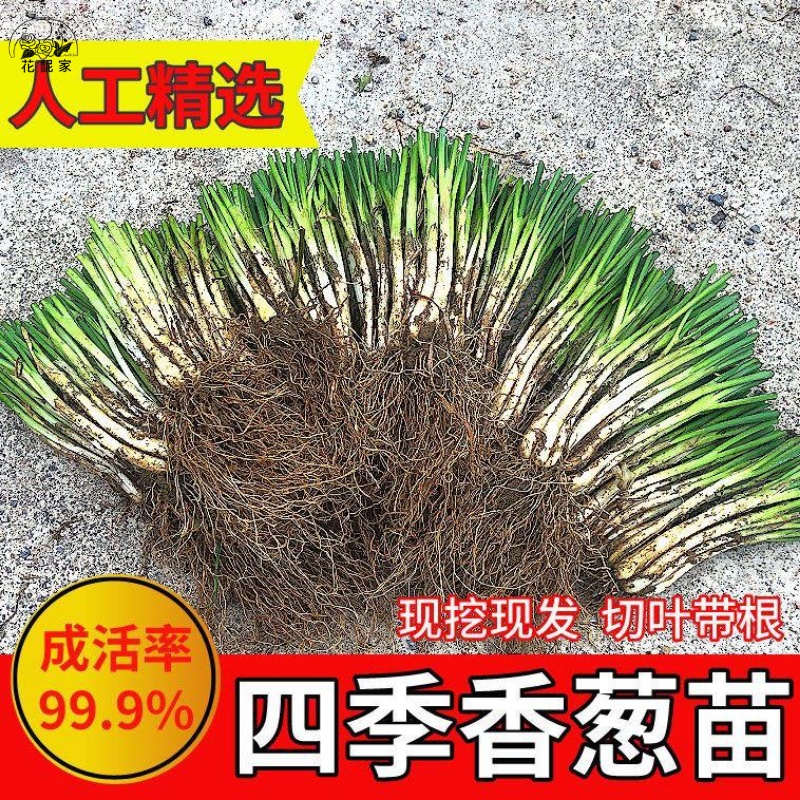 四季小香葱苗抗寒耐热分葱苗