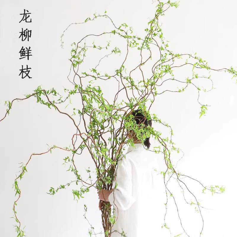 水培龙柳雪柳观叶净化空气盆栽