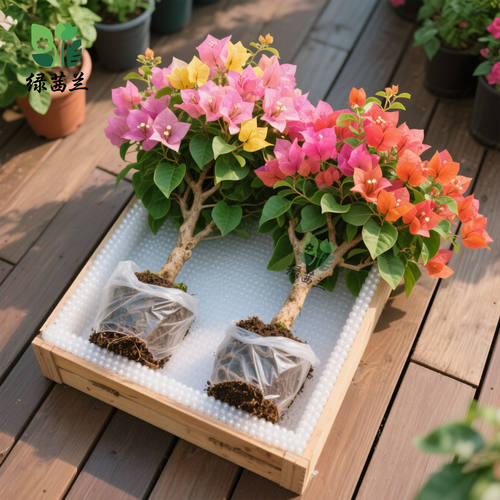 三角梅种子爆花耐热好养庭院