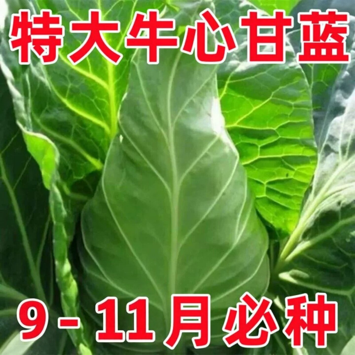 【新种上市】特大牛心甘蓝包菜卷心菜耐热耐寒春秋四季蔬菜包心菜