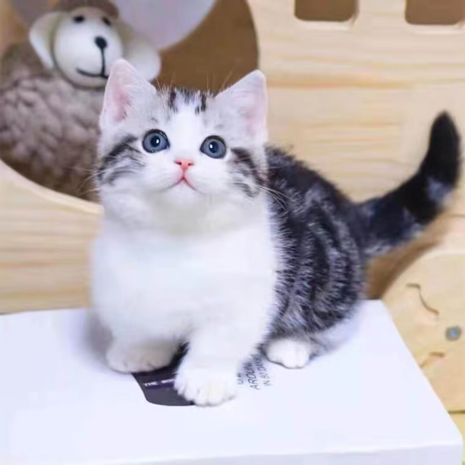 纯种美短猫幼猫活体美短起司加白虎斑矮脚短毛猫幼崽小猫宠物猫咪