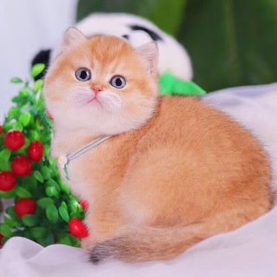 纯种金渐层幼猫英短矮脚猫赛级ny12色蓝金渐层幼崽小猫宠物猫咪