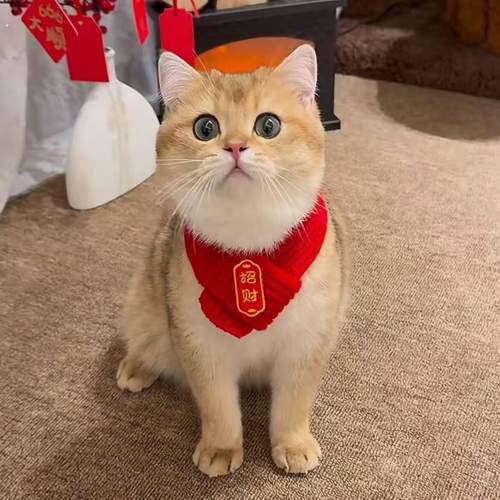 猫咪狗狗围脖新年宠物配饰装饰围巾红色可爱毛线保暖针织小狗喜庆