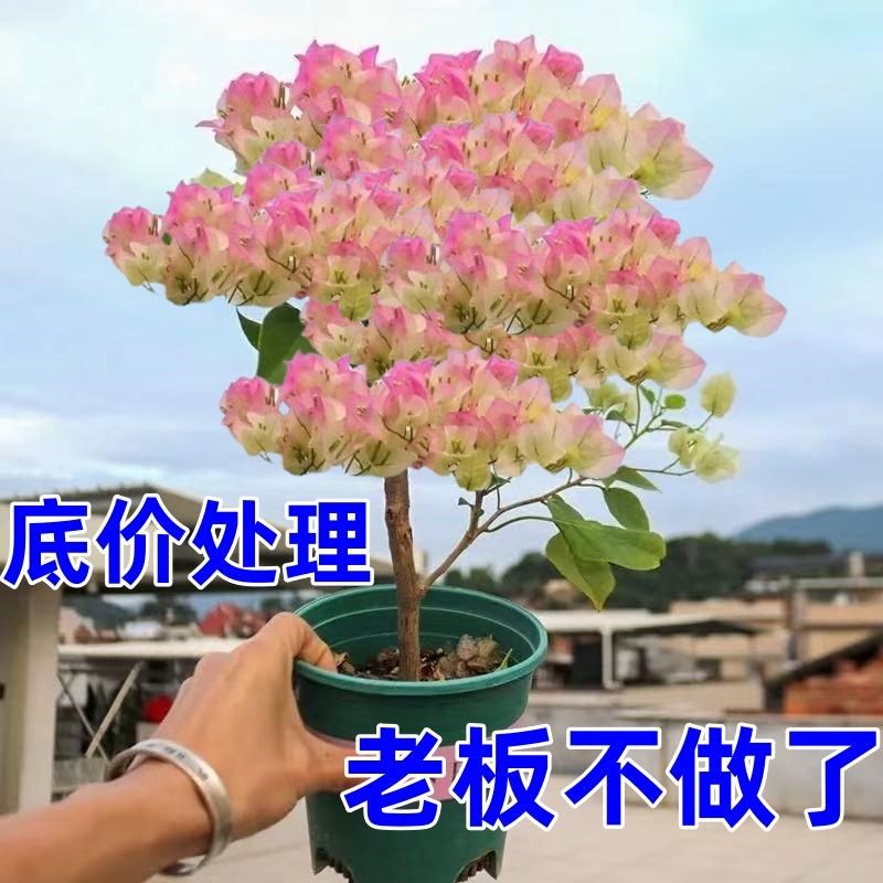 勤花三角梅树苗老桩耐寒爬藤植物重瓣四季开花盆栽庭院观花卉阳台