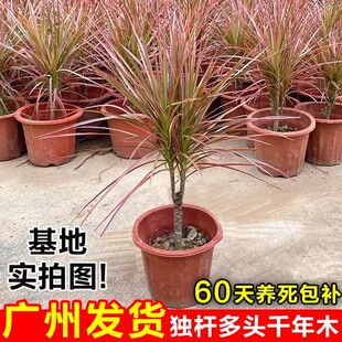 七彩铁千年木绿植盆栽客厅室内植物五彩马尾铁龙血树苗百合竹盆景