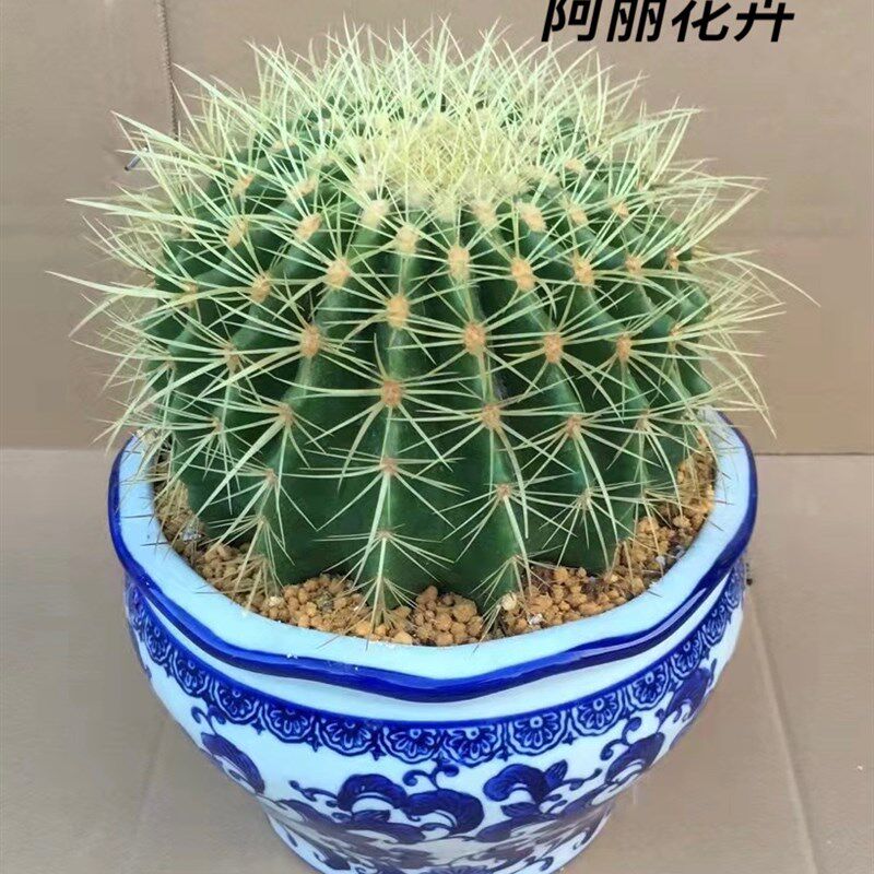 超实生金虎仙人球多肉植物室内辐射盆栽含盆土栽好