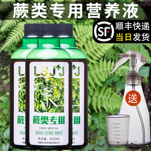 蕨类肥桫椤肥铁蕨金丝蕨营养液狗毛蕨缓释鹿角蕨类