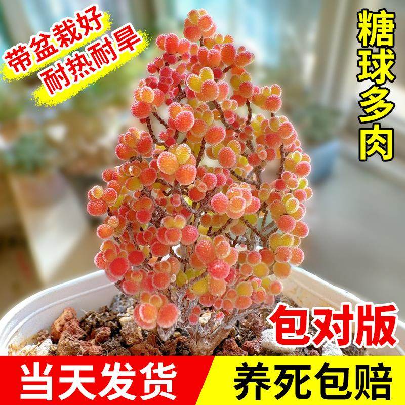 糖球枝干番杏多肉植物花卉端小盆栽品种名贵精品绿植好养活