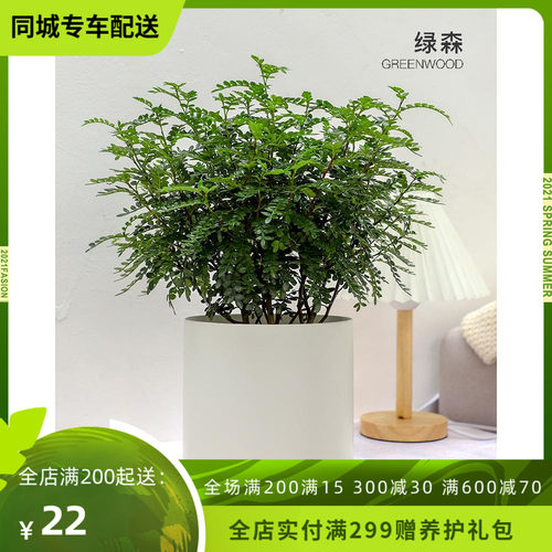 绿森清香木盆栽胡椒木室内蚊驱蚊草室提神净化空气绿植