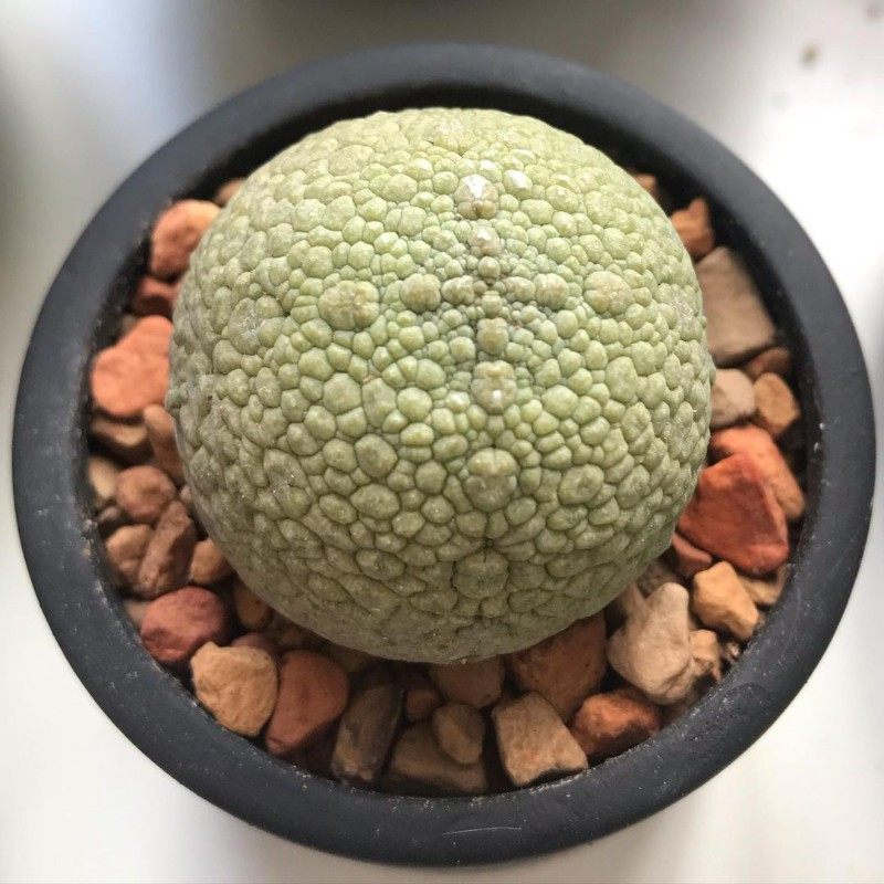 凝蹄玉品种仙人球贵货精品萝藦科植物开花室内小盆栽实生多肉
