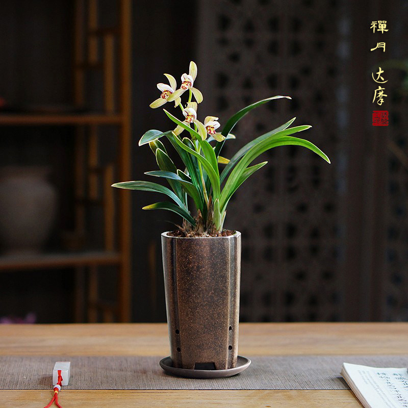 禅月达摩兰花国兰建兰金边室内书房室茶室桌盆栽绿植好养植物