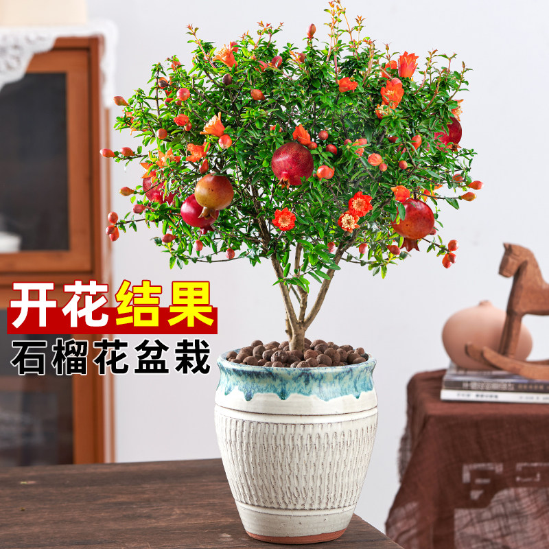 石榴花盆栽观赏果树苗老桩室外阳台庭院内植物四季开花卉绿植盆景