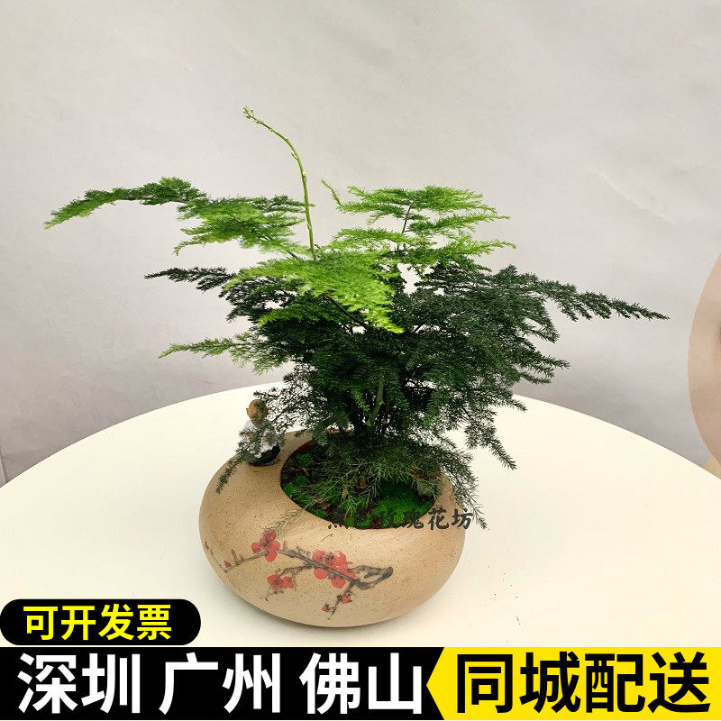 小精品文竹盆栽 养芦荟 发财树 好养袖珍椰室小盆栽