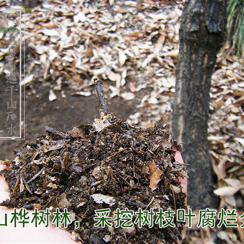 神农架腐殖土天然腐叶君兰花土酸性花卉土有机营养土