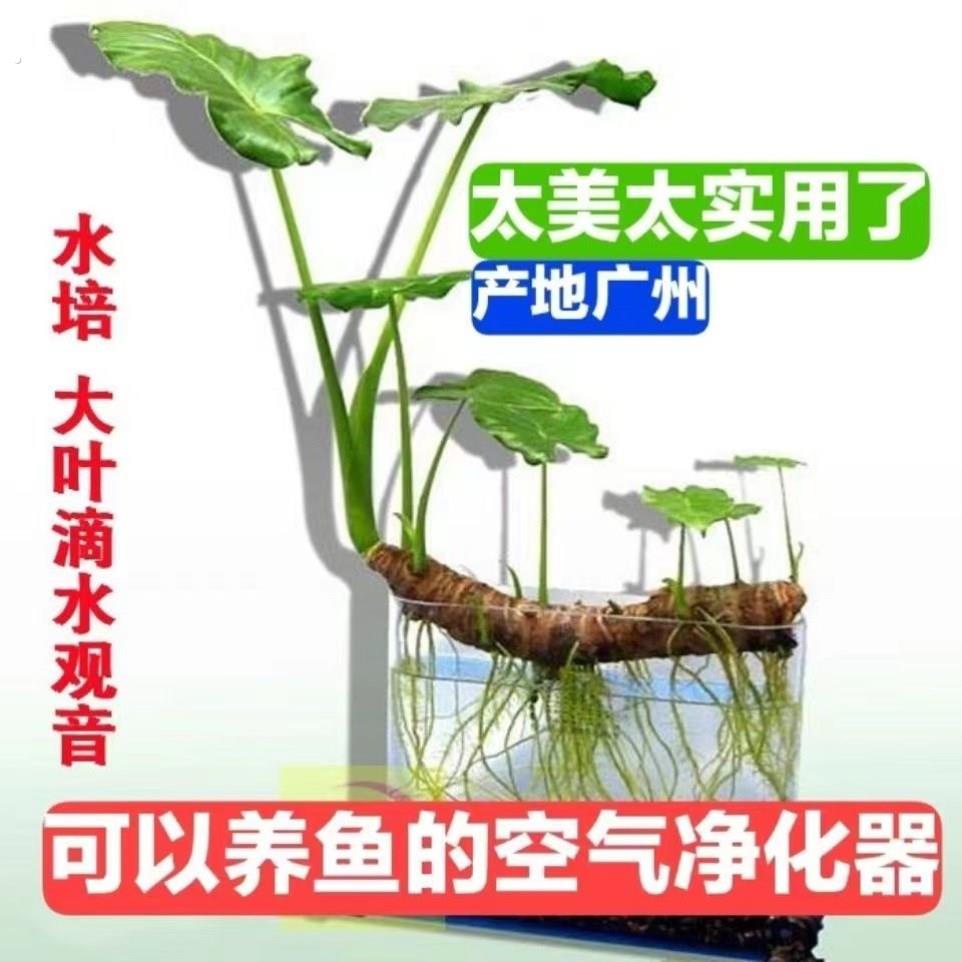 滴水观音绿植大叶霸王芋千手观音绿植客厅旺宅绿植大型水养净空气