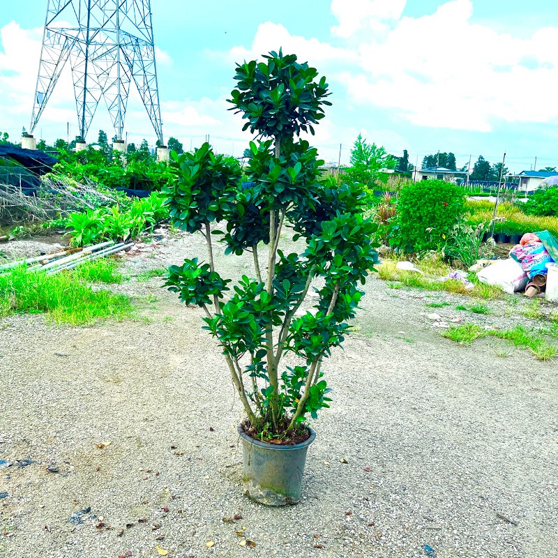 摇钱树金钱榕盆栽绿植地栽老桩造型火山榕树室内客厅观赏植物盆景