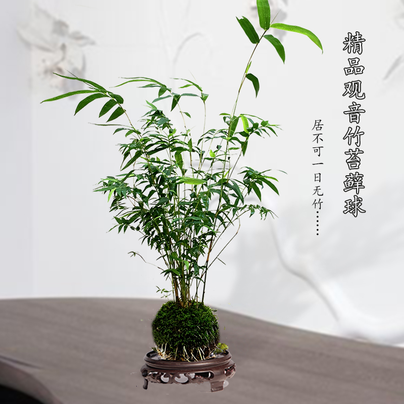 米竹盆栽凤尾竹盆景庭院竹子苗室内植物客厅净化空气四季常青绿植
