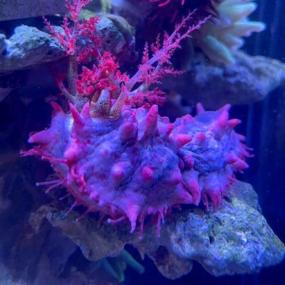 翻沙海参黑海参红海参观赏海洋生物吃除藻海缸翻砂海胆大海参宠物
