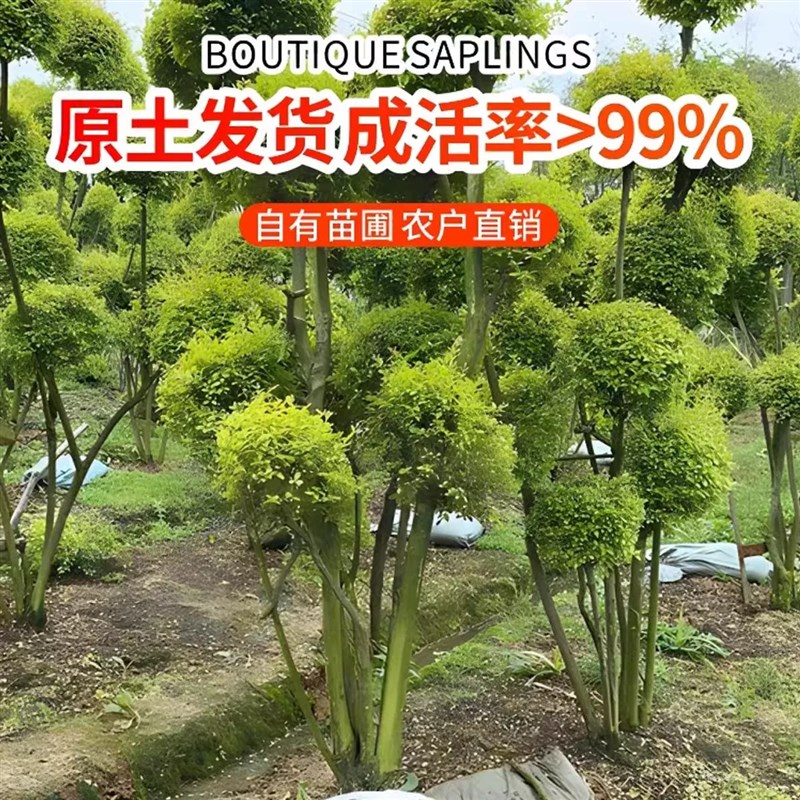 亮晶女贞树苗小叶亮金女贞球形盆栽庭院绿化耐寒棒棒糖造型植物