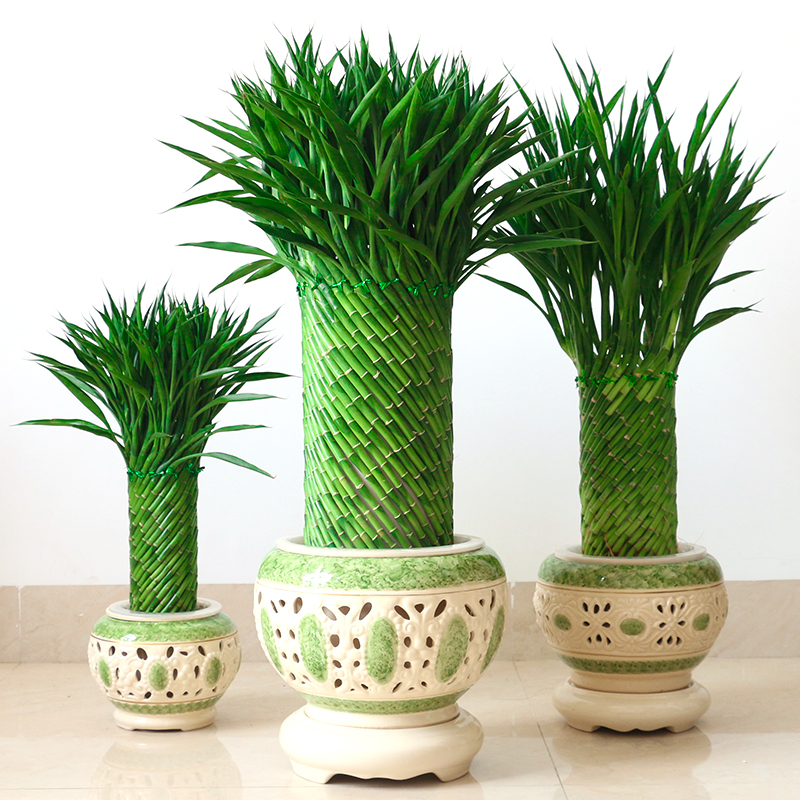 绩光编织富贵竹水培植物花卉水养转运竹客厅室内带根盆栽