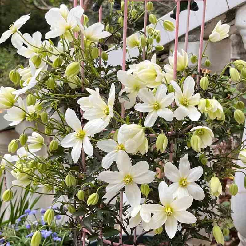 雪崩铁线莲花庭院爬藤攀援植物花卉阳台盆栽好养绿植庭院大花四季