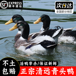 正宗农家散养青头鸭绿头野鸭清水鸭整只新鲜现杀公鸭老麻鸭土鸭子