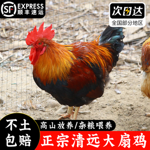 正宗清远大扇鸡新鲜现宰大公鸡散养土鸡阉鸡太监鸡走地鸡整只