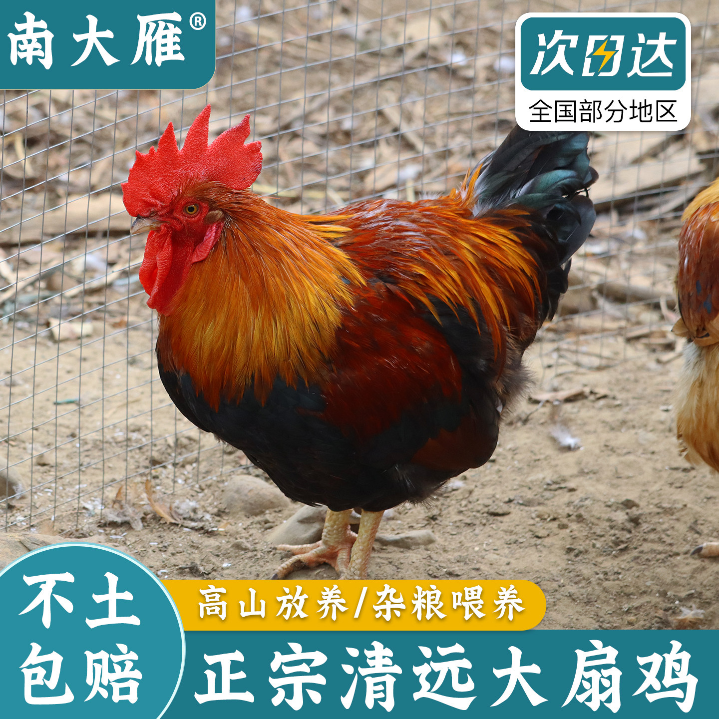 正宗清远大扇鸡新鲜现宰大公鸡散养土鸡阉鸡太监鸡走地鸡整只