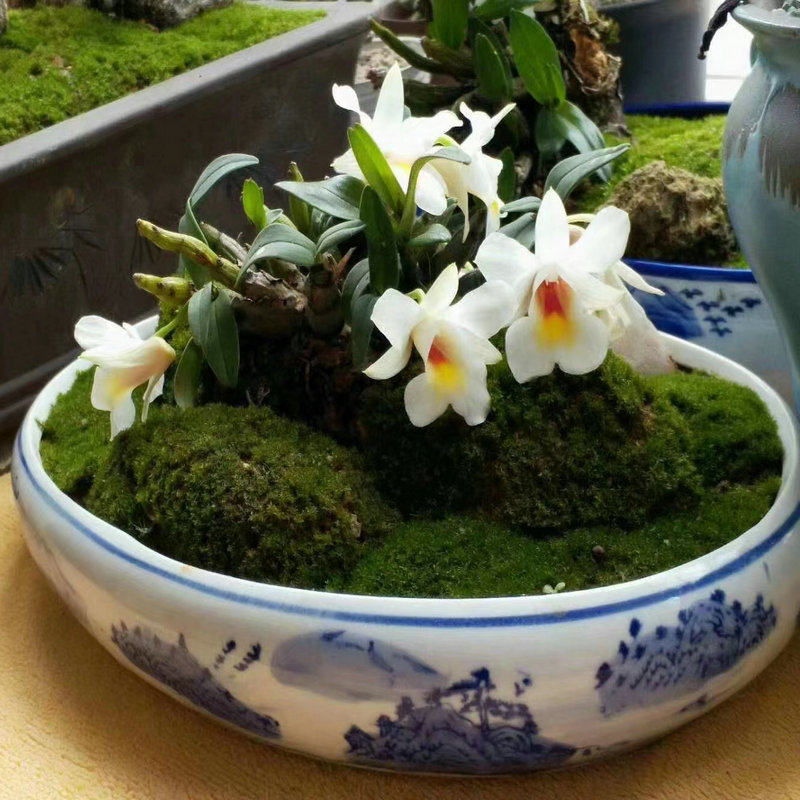 喉红石斛盆栽袖珍绿植物办公桌净化空气室内外阳台观赏吊兰花卉苗