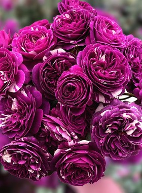 阳台微月紫色条纹月季花苗芬芳宝石四季开植物带花玫瑰花盆栽花卉