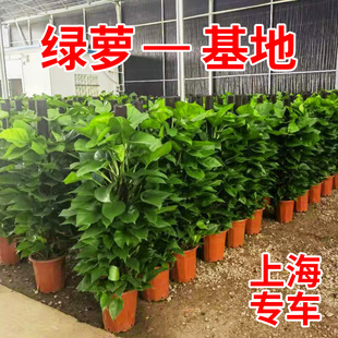 大型绿萝绿箩柱绿色前台大书房落地盆栽绿植室内办公室客厅上海