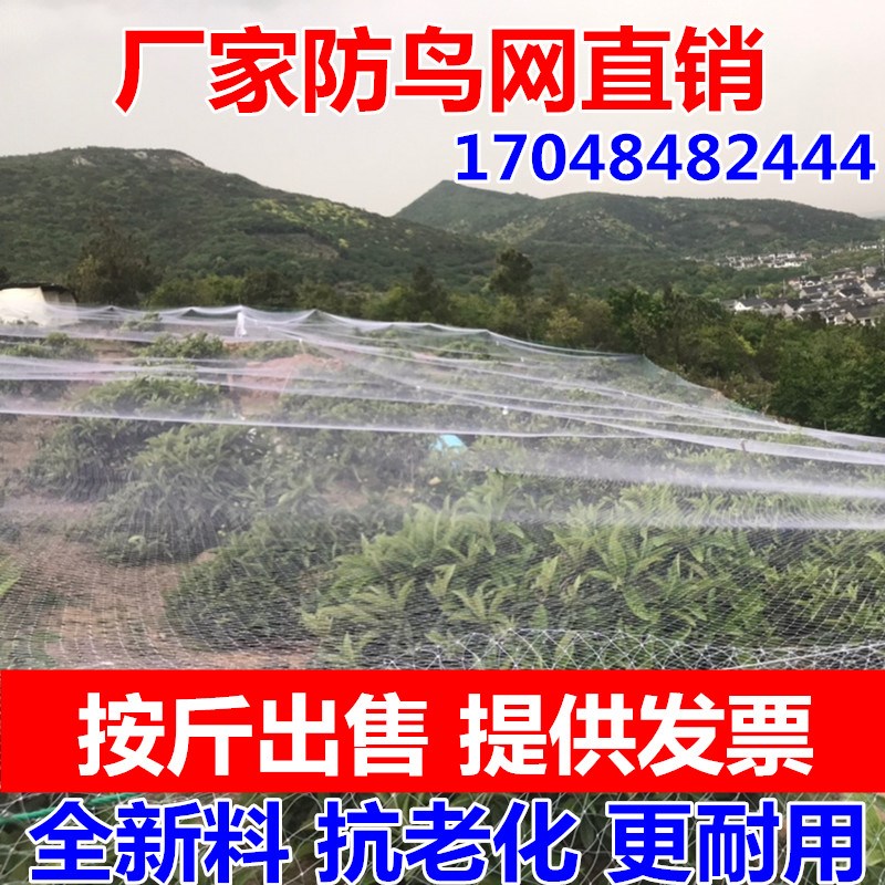 果树防鸟网樱桃葡萄梨树蓝莓园果园防鸟用的网大棚防护网鱼塘天网